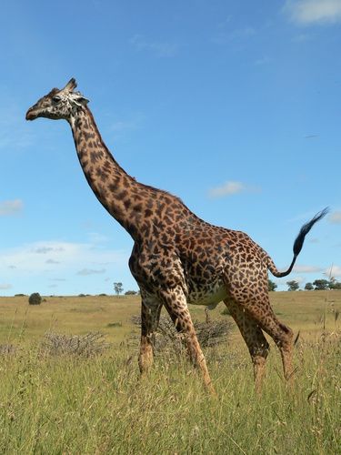 Masai Giraffe, Giraffe Family, Photo C, Maasai, Endangered Species, East Africa, Giraffes, Wild Animals, Tanzania