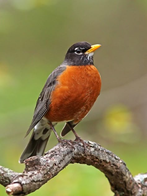 Robin Bird Tattoos, Robin Pictures, American Robin, Robin Bird, Rare Birds, Backyard Birds, Bird Pictures, Bird Drawings, Pretty Birds