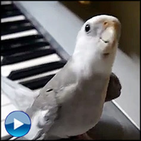 Incredibly Smart Bird Sings a Cute Duet with Owner... Just Too Precious Talking Birds, Funny Bird Pictures, Bird Videos, Animals Video, Birds Singing, Singing Bird, Funny Parrots, Bird Gif, Bird Care