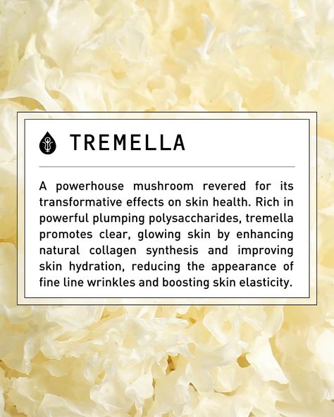 Say hello to your skin's new best friend – Tremella! 🍄✨ Also known as Silver Ear or Snow Fungus, Tremella is renowned for its skin-nourishing properties, replenishing hyaluronic acid in the body and acting as a vegan collagen solution. This mighty mushroom takes center stage in our 𝐁𝐞𝐚𝐮𝐭𝐲+ supplement, supporting your skin from the inside out. Visit the link in our bio to get yours today! #LivingAlchemy #FermentedSupplements #Tremella #TremellaMushroom #TremellaBenefits #Adaptogen #Adapto... Tremella Mushroom, Beauty Supplement, Vegan Collagen, Beauty Supplements, Collagen Supplements, New Best Friend, Center Stage, Hyaluronic Acid, Say Hello