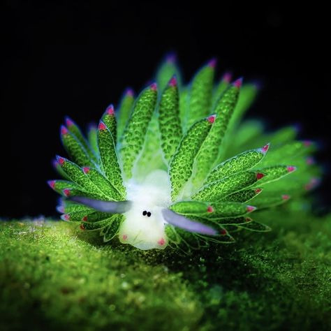 Leaf Sheep Sea Slug, Leaf Slug, Cute Slug, Sea Sheep, Sea Bunnies, Leaf Sheep, Sea Slugs, Sea Slug, Beautiful Sea Creatures