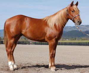 Sorrel horse--Chestnut with blonde mane Someday ill own a horse.. Palisman Ideas, Smithers Bc, Sorrel Horse, Horse Colours, Chestnut Horses, Stock Horse, Horse Images, American Quarter Horse Association, Free Reign