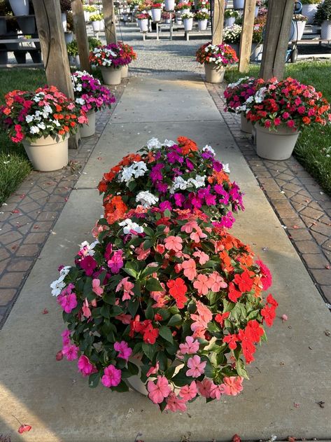 flower planters under a pergola Impatient Flowers, Shade Plants Container, Impatiens Flowers, Patio Flower Pots, Patio Flowers, Shade Gardens, Garden Recipes, Colorful Plants, Container Flowers