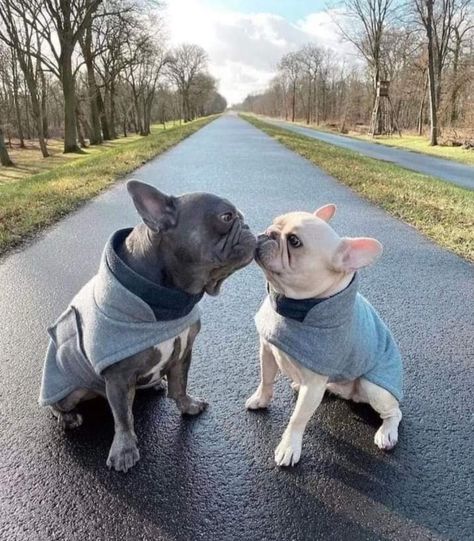 Frenchie Bulldog Puppy, Blue French Bulldog Puppies, Baby French Bulldog, French Bulldog Clothes, Cute Dogs Images, French Bulldog Gifts, Frenchie Bulldog, Frenchie Puppy, Cute French Bulldog