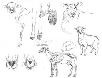 Designing and drawing your sheep! | baa2011 Sheep Anatomy Drawing, Lamb Anatomy, How To Draw A Sheep, Sheep Anatomy, Nutrition Crafts For Kids, Sheep Reference, Drawing Sheep, Sheep Sketch, Farm Sheep