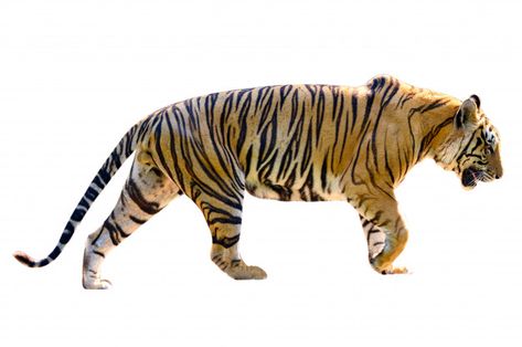 Tiger white background isolate full body... | Premium Photo #Freepik #photo #background #nature #animal #beauty Tiger White, 3d Tiger, Cat 3d, Sumatran Tiger, Tiger Pictures, Cat Reference, Hinduism Art, Fantasy Art Landscapes, Creature Concept Art