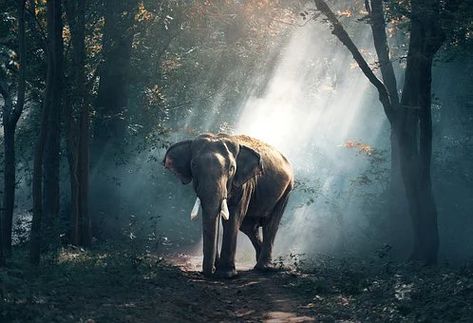 1,000 of the Best Cool Backgrounds for Free - Pixabay Wildlife Of India, Elizabeth Barrett Browning, Forest Poster, Elephant Pictures, Elephant Trunk, Asian Elephant, Your Spirit Animal, Elephant Print, Relaxing Music