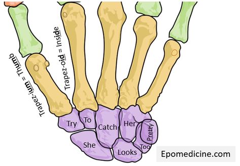 Carpal bones – Mnemonic - https://epomedicine.com/medical-students/carpal-bones-mnemonic/ Carpal Bones, Anatomy Bones, Rad Tech, School Rules, Human Anatomy And Physiology, Remember The Name, Medical Anatomy, Men's Health Fitness, Athletic Training