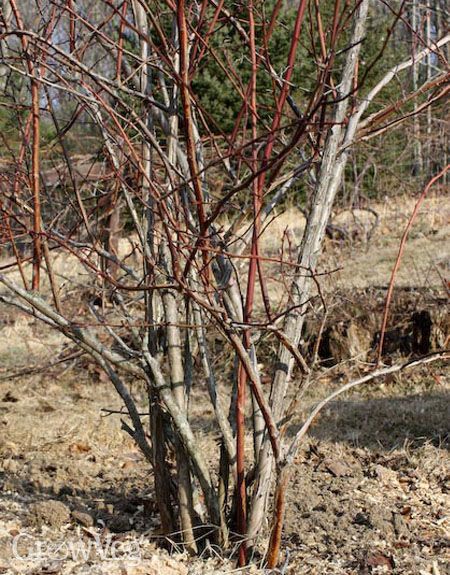 Blueberry bush before pruning Fruit Trees Backyard Landscaping, Trees Backyard Landscaping, Pruning Blueberry Bushes, Trees Backyard, Fruit Trees Backyard, Blueberry Gardening, Blueberry Bush, Pruning Plants, Pruning Fruit Trees