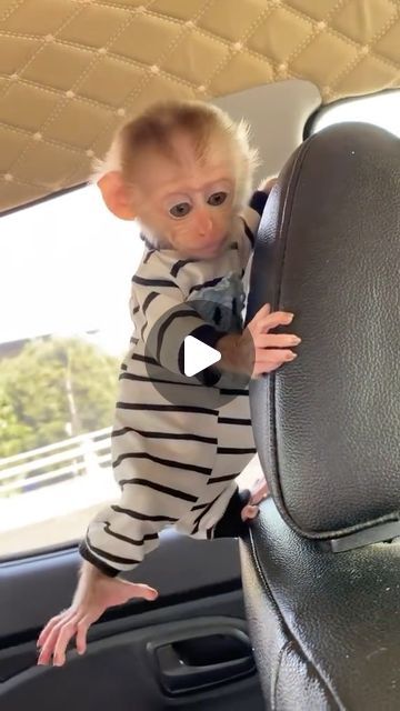 489K likes, 2,416 comments - feraflix on March 25, 2024: "Own 🥺🥺🐒🐒🥰 #monkeydluffy #monkey #meme". Cute Baby Monkey Videos, Funny Monkey Pics, 3 Monkeys Funny, Monkey Humor, Funny Monkey Videos, Tweety Cartoon, Monkey Meme, Monkeys Cute, Mono Animal