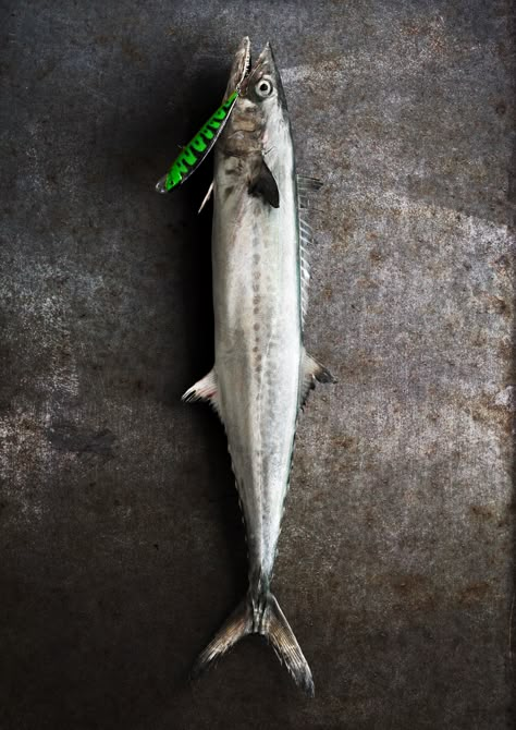 Spanish Mackerel, 3D, C4D, CGI - "サワラ Spanish Mackerel, Scomberomorus niphonius" (https://sketchfab.com/3d-models/spanish-mackerel-scomberomorus-niphonius-517178970aec4501a1e5cb7c8d21d14b) by ffish.asia / floraZia.com (https://sketchfab.com/ffishAsia-and-floraZia) licensed under CC-BY-4.0 (http://creativecommons.org/licenses/by/4.0/) Spanish Mackerel, Cinema 4d