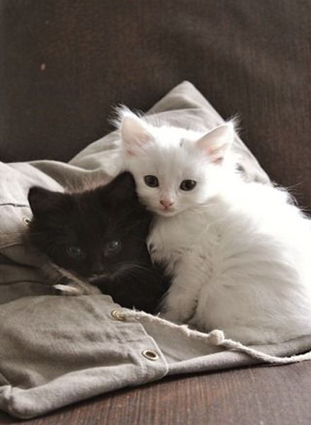 Black And White Kittens, Nosara, Söt Katt, Image Chat, White Kittens, Kittens And Puppies, White Cats, Cute Cats And Kittens, Quarter Horse