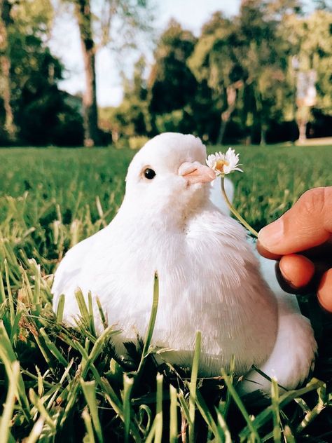 @wardah05 Turtle Dove Aesthetic, Pretty Bird Aesthetic, Pet Dove Aesthetic, Dove Bird Aesthetic, Dove Aesthetic Bird, Doves Aesthetic, Pet Dove, Dove Picture, Dove Animal