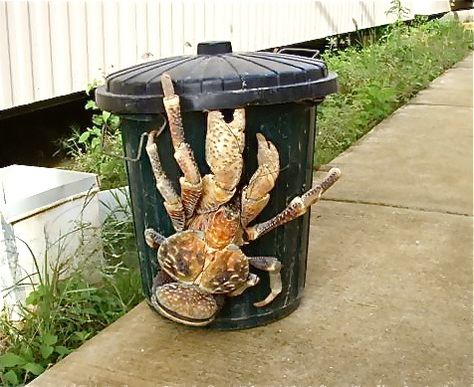 giant coconut crab spider looks like I will ever be taking the trash out again Animal Oddities, Odd Creatures, Danxia Landform, Coconut Crab, Chat Sphynx, The Meta Picture, American Wirehair, Giant Animals, Fauna Marina