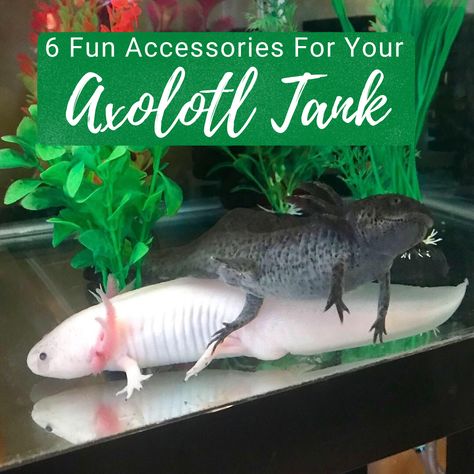 Axolotl Hides Diy, Axolotl Tank Ideas Aesthetic, Axolotl Aquarium Ideas, Axolotl Tank Ideas Aquarium, Axolotl Tank Setup, Axolotl Tank Ideas, Axolotl Stuff, Axolotl Care, Kids Aquarium