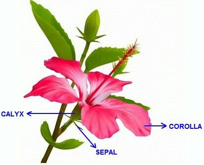 Calyx Flower Parts, Parts Of A Flower, Flowering Plants, A Flower, Planting Flowers, Plants, Flowers