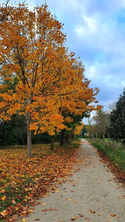 Spooky Halloween Pictures, November Aesthetic, Fall Scenery, Colors Photography, Autumn Wallpaper, Autumn Sunset, Fall Mood Board, Love Autumn, Toulouse France