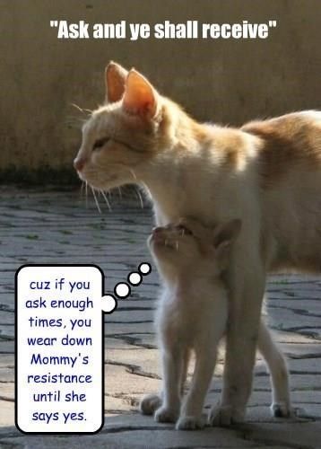 Pet Blog, Cats Meow, Funny Animal Pictures, Mothers Love, Beautiful Cats, Cat House, White Cat, Crazy Cats, Cat Love