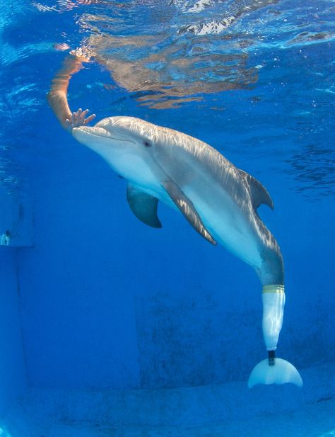 Winter the Dolphin at the Clearwater Marine Aquarium Dolphin Tale 2, Clearwater Marine Aquarium, Dolphin Tale, Bottlenose Dolphin, A Dolphin, Water Animals, Marine Aquarium, Marine Animals, Movie Star