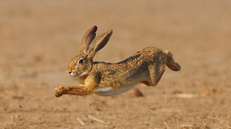 How do rabbits move? | Reference.com Hare Jumping, Rabbit Leaping, Rabbit Reference, Jumping Rabbit, Rabbit Jumping, Rabbit Run, Wild Rabbit, Bunny Drawing, Animal Study