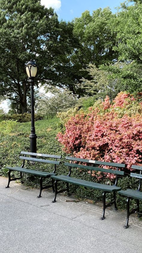 Central Park, New York - flowers, travel, photography, benches, park | @prettyinthepines, New York Central Park Bench, Aesthetic Central Park, Central Park Aesthetic, Nyc Life Aesthetic, Travel To Nyc, Facts About Plants, Riley Sager, Prospect Park Brooklyn, Pretty In The Pines