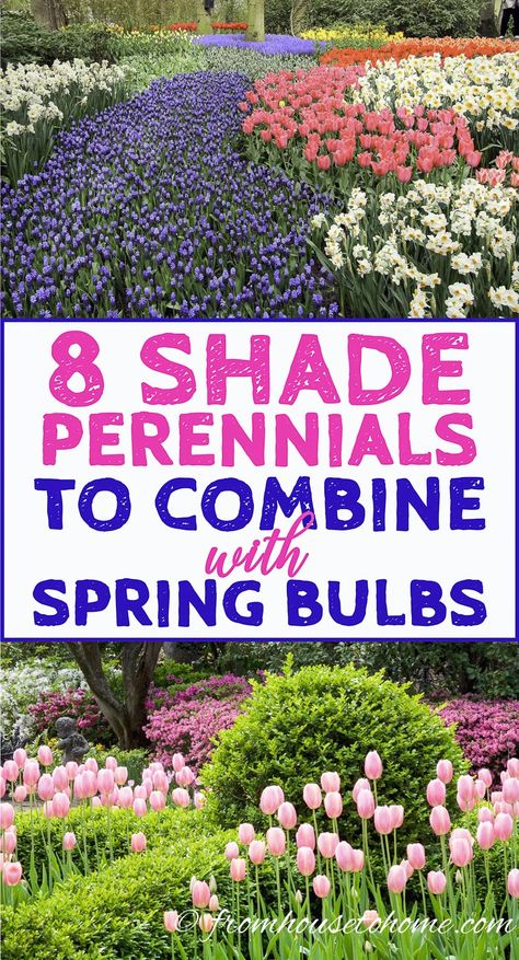 I'm always looking for plant combinations that will look good in my garden. These shade perennials are beautiful and will look great with the tulips in my spring garden! Ground Cover Garden, Spring Bulbs Garden, Perennials Flowers, Perennial Ground Cover, Diy Gardening Ideas, Shade Shrubs, Shade Gardening, Shade Garden Plants, Garden Shade