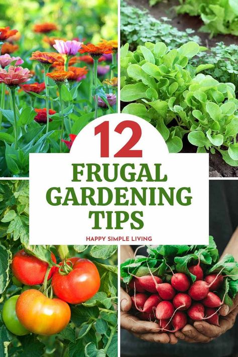 Zinnias, tomatoes, and radish plants. Plant Tricks, Underconsumption Core, Growing Rhubarb, Frugal Gardening, Rain Barrels, Denver Botanic Gardens, Gardening Zones, Tips To Save Money, Gardening Techniques