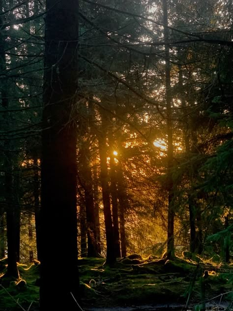 #goldenhour #goldenhourphotography #goldenhouraesthetic #forest Golden Hour Forest Aesthetic, Gold Forest Aesthetic, Forest Light Aesthetic, Sunlit Forest Aesthetic, Golden Forest Aesthetic, Wild Forest Aesthetic, Nature Golden Hour, Redwood Forest Aesthetic, Yellow Forest Aesthetic