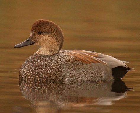 Gadwall Duck, White Wing, British Birds, Rear End, Bird Watcher, White Wings, End It, Grey Colour, Mallard