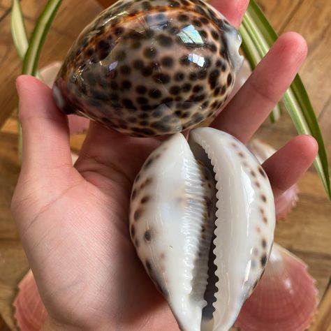 Tiger Cowrie Shell | The Divine Feminine Shop Tiger Cowrie Shell, Sea Magic, The Divine Feminine, Cowrie Shell, The Divine, Divine Feminine, Shells, Style Inspiration, Art