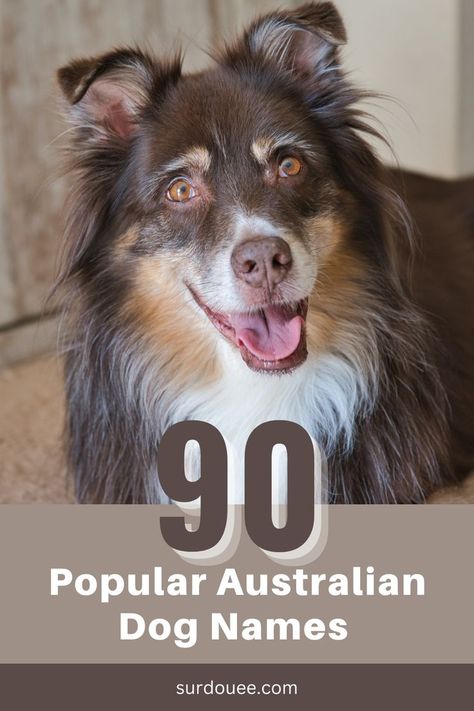 Australian Dog Names Female Dog Names Country, Aussie Dog Names, Australian Dog Names, Country Dog Names, Australian Names, Australian Shepherd Names, Top Dog Names, Australian Dog, Female Dog Names