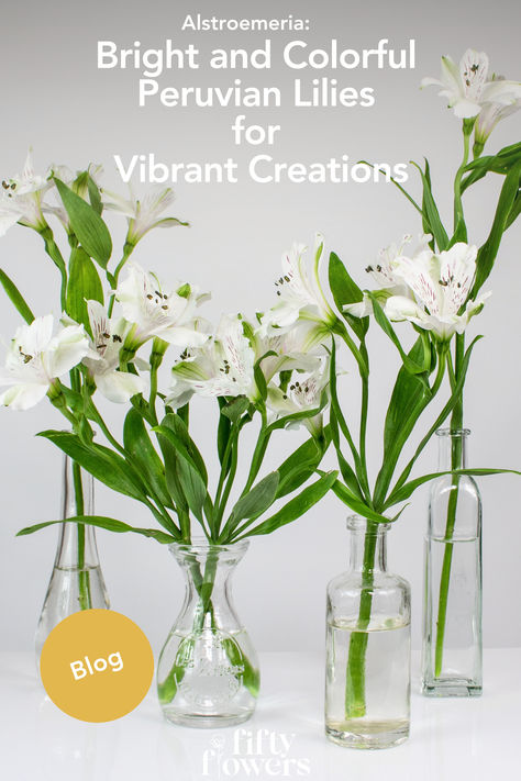 A graphic that says Alstroemeria Bright and Colorful Peruvian Lilies for Vibrant Creation. Alstromeria Centerpiece, Alstromeria Wedding, Flower Arch Diy, Inca Lily, Wedding Flower Checklist, Elegant Flower Arrangements, Flowers Guide, Wedding Flower Arch, Flower Arrangements For Weddings