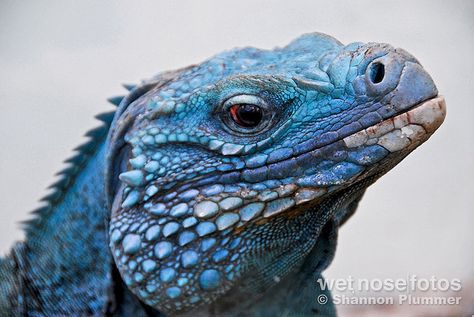 Grand Cayman Blue Iguana (Cyclura lewisi) | Flickr - Photo Sharing! Blue Iguana, Tiny Island, Blue Lizard, Grand Cayman, Komodo, Creature Feature, Reptiles And Amphibians, Arte Fantasy, Endangered Species