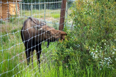 How to Safely Keep Moose Out of Your Garden Elk Proof Garden, Homestead Binder, Alaska Gardening, Alaska Garden, Irish Spring Soap, Picea Pungens, Irish Spring, Wildlife Rehabilitation, Blueberry Bushes