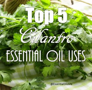 Cilantro Essential Oil Uses, Cilantro Essential Oil, Cilantro Oil, Doterra Recipes, Heavy Metal Detox, Doterra Essential Oils Recipes, Essential Oil Benefits, Wild Orange, Oil Benefits