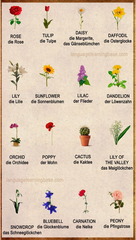 Flowers Vocabulary Word List - learn German,vocabulary,german,flowers,images Flowers Vocabulary, German Vocabulary List, Cool German Words, German Phrases Learning, German Language Course, German Flower, German Vocabulary, Study German, German Names