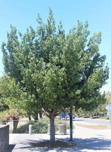 Laurel Bay Tree, Bay Laurel Tree, Bay Laurel, Laurel Tree, Laurus Nobilis, Bay Tree, Landscape Designs, Shade Trees, Plant List