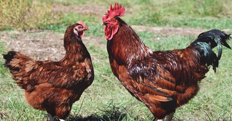 About Rhode Island Red Chickens: One of the Most Popular Breeds Rhode Island Red Rooster, Chicken Breeds For Eggs, Rhode Island Red Hen, Rhode Island Red Chickens, Layer Feed, Heritage Chickens, Poultry Breeds, Laying Chickens Breeds, Homestead Animals