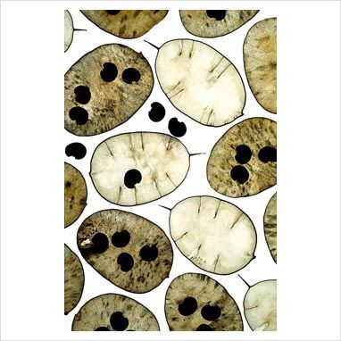 GAP Photos - Garden & Plant Picture Library - Lunaria - Honesty seeds - GAP Photos - Specialising in horticultural photography Website Moodboard, Seed Art, Art In Nature, Seed Heads, Seed Pod, Money Plant, Plant Photography, Fused Glass Ideas, Square Canvas