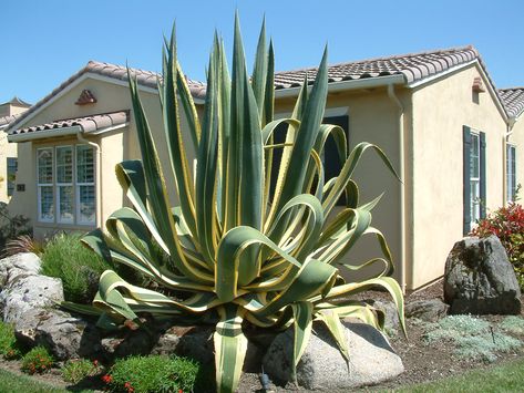 Agave americana 'Variegata' Agave Landscaping, Agave Plant Aesthetic, Agave Ovatifolia, Agave Titanota, Agave Isthmensis, Agave Americana, Agave Americana Variegata, Agaves, Landscaping