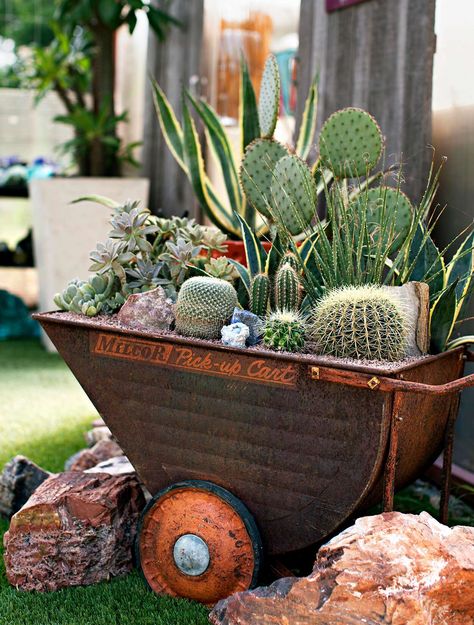 On a roll Cactus Arrangements, Cactus Arrangement, Succulent Containers, Wheelbarrow Planter, Cactus Gardens, Succulent Landscape Design, Ghost Plant, Succulent Display, نباتات منزلية