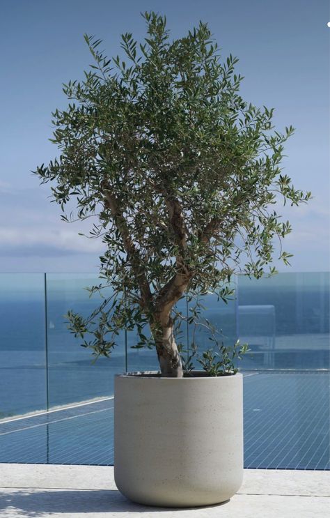 Fantasy Furniture, Luxury Garden, Modern Planters, Potted Trees, Salou, Small Yard, Small Planter, Beach Chic, Olive Tree