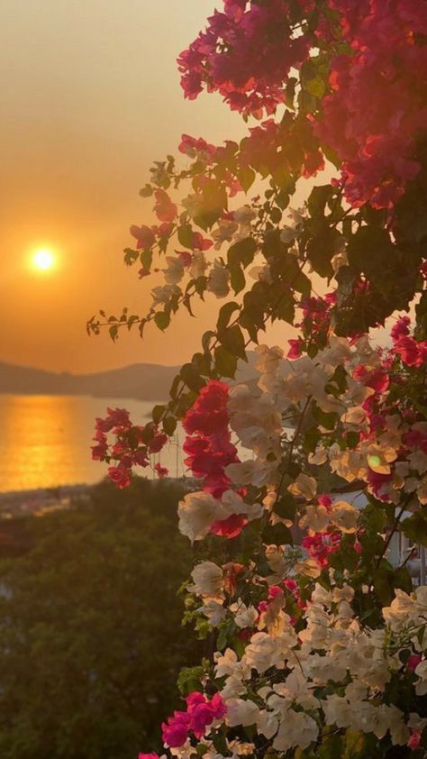 Buganvilla Aesthetic, Bougainvillea Aesthetic, The Pause, Nothing But Flowers, Pretty Landscapes, Sunset Wallpaper, Arte Inspo, Beautiful Flowers Pictures, Sunset Pictures