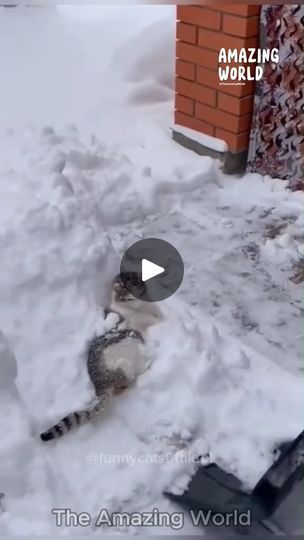 Cats In Snow, Snow Humor, Happy Gif, Funny Cat Videos, Happy Cat, Cat Gif, Cat Pics, The Amazing, Funny Cats