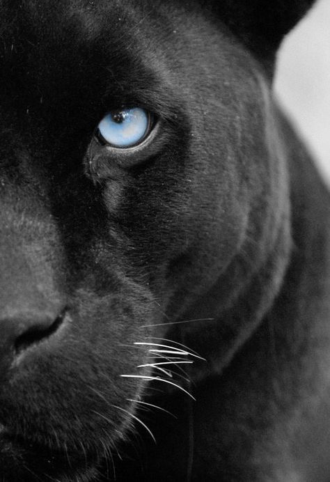 #blackpanther #blue eyed # blue # eyes #black Regard Animal, Black Jaguar, Large Cats, Exotic Pets, Beautiful Cats, Black Panther, Big Cats, Spirit Animal, Beautiful Creatures