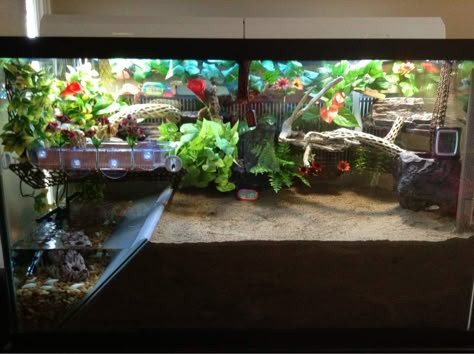 Floor space *-* Halloween Moon Crab Tank, Halloween Crab Habitat, Crab Terrarium, Crab Enclosure, Crabitat Ideas, Hermit Crab Homes, Crab Habitat, Hermit Crab Habitat, Crab Tank