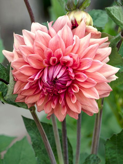 How To Grow Dahlias, Milky Coffee, Grow Dahlias, Spanish Bluebells, Growing Dahlias, Colourful Flowers, Christmas Rose, Beautiful Flowers Garden, Spring Bulbs