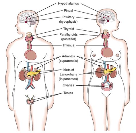 Body Anatomy Organs, Medical Interpreter, Endocrine System Nursing, Medical Learning, Human Body Vocabulary, Exocrine Gland, Endocrine Glands, Human Body Projects, Lakshmi Photos