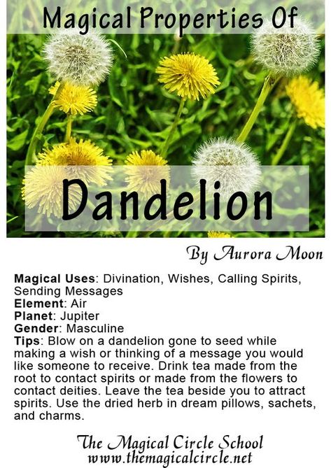 Magical Properties Of - Dandelion Magick Herbs, Magical Circle, Magickal Herbs, Witch Herbs, Broom Closet, Green Witchcraft, Magic Herbs, Magical Herbs, Wiccan Spell Book