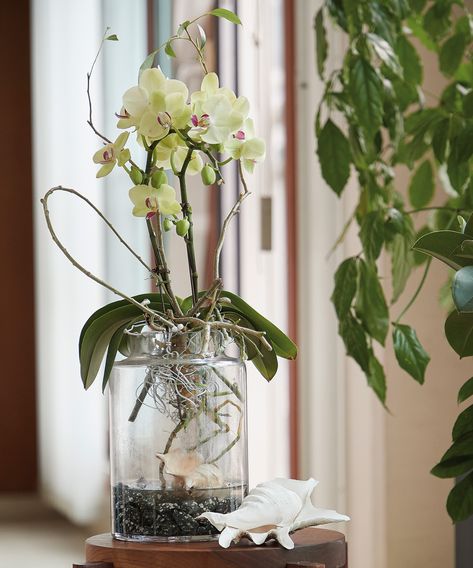 Growing Orchids In Water: An Easy Step-By-Step Guide | Gardening Know How Orchid Water Culture, Orchid In Water Growing, Orchid Hydroponics, Orchid Terrarium Ideas, Growing Orchids In Water, How To Grow Orchids In Water, Orchid In Water, Water Culture Orchids, How To Grow Orchids